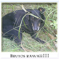 brutostn3
